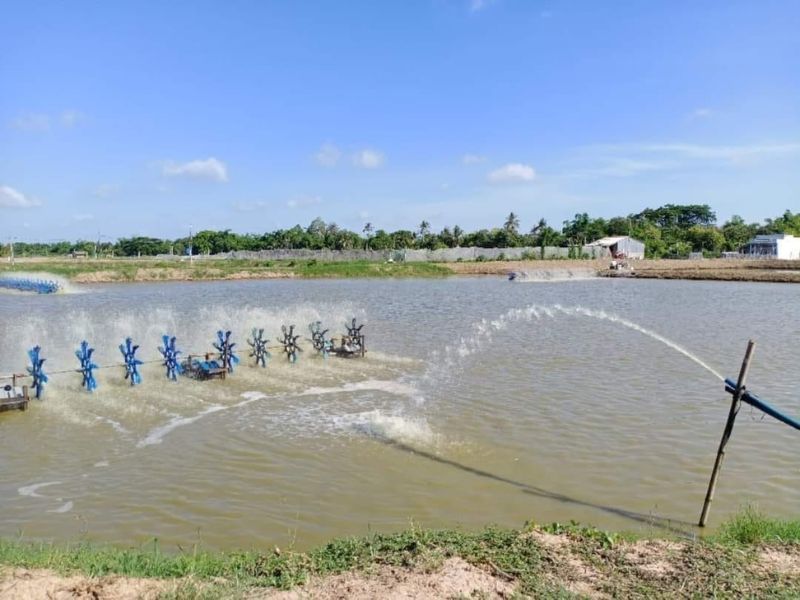 Cách Xử Lý Bùn Đáy Ao Nuôi Cá Hiệu Quả