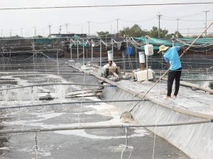 Cách Xử Lý Bùn Đáy Ao Nuôi Tôm
