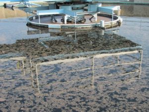 Cách Kiểm Tra Bùn Vi Sinh